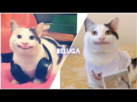 Life of Beluga
