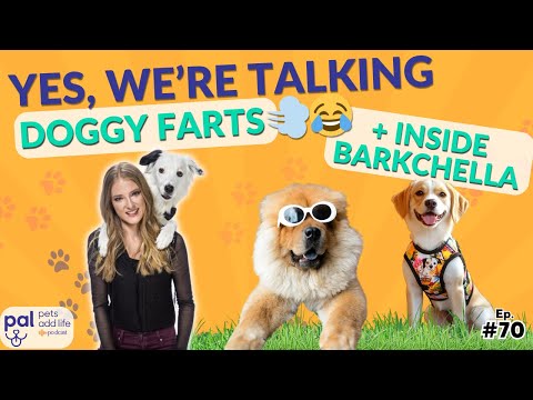 This Could Save Thousands of Dogs — Why Isn’t Every City Doing It? | Ep. 70