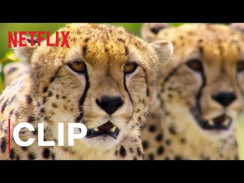 Our Planet | Cheetah Hunt | Clip | Netflix