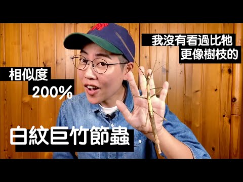 【昆蟲擾西上課了！】白紋巨竹節蟲 - YouTube