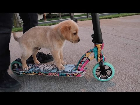 PUPPY RIDING A SCOOTER