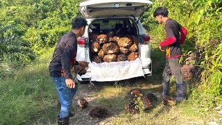 Pertama Kali Muat Sawit Pakai Mobil Pribadi Jual Langsung Ke Pembeli Buah Sawit