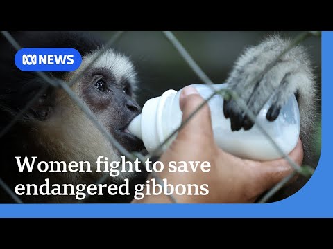 YouTube video thumbnail: Malaysia's Indigenous Women Rangers Protecting Endangered Gibbons