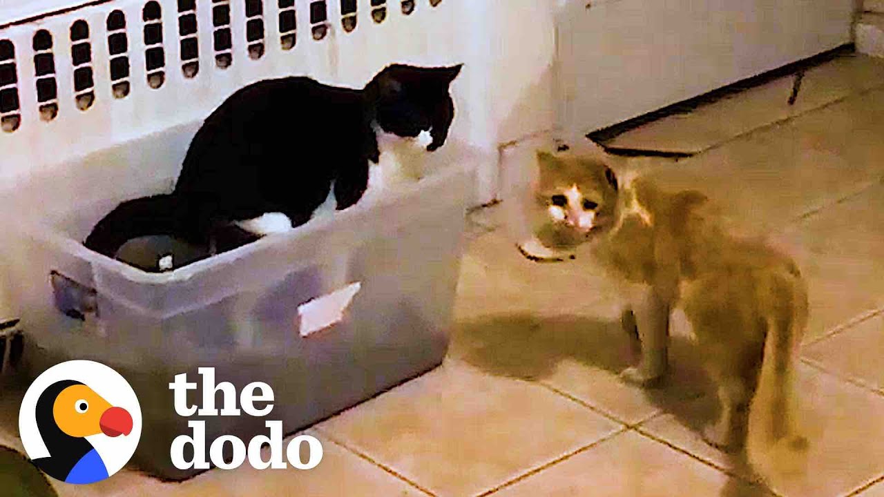 Starving Cat Shows Up To Guy’s Backyard Asking For Help Faith = Restored