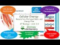Muscle Contraction and Energy Processes