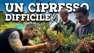 Un cipresso difficile 