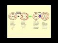 Exploring Bohr Models and Bonding Types