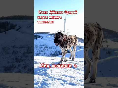 Итни бу́йнига бундай нарса такилган #horse #bull #buqachalar #sigirboqish #simental #india #qoyxona