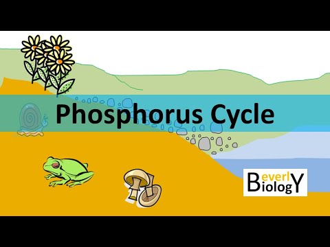 Phosphorus Cycle (updated)