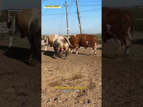 Buqalar-JANGI!!! Xaqiqiy tozza qonli jang, xech qanday musiqasiz!!!