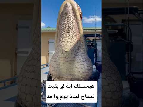 هيحصلك إيه لو بقيت تمساح يوم واحد#معلومات #اكسبلور #animals #facts #معلومات_غريبة #wildlife