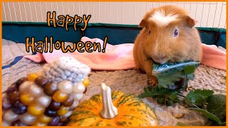 Fall feast for the pig family 🍂🎃🍁