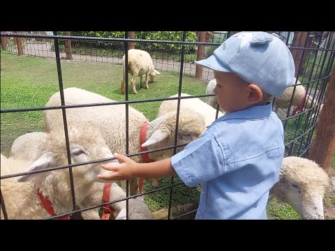 Lihat kambing dan sapi di Chimory Dairyland