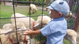 Lihat kambing dan sapi di Chimory Dairyland