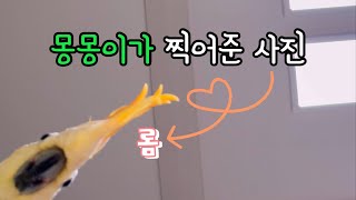 작품 활동하는 앵무새들 🐥🐷