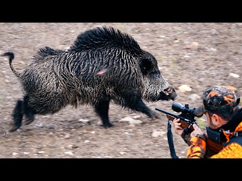 CANAVAR DOMUZ AVI! Mahsulleri yiyip bitiren yaban domuzlarını avladık! MONSTER WILD BOAR HUNTING