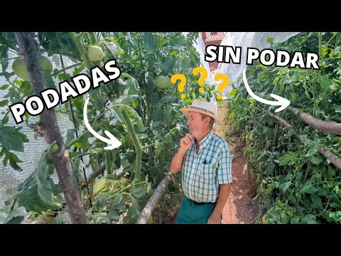 ¿Es mejor Podar las Tomateras o Dejarlas como están?