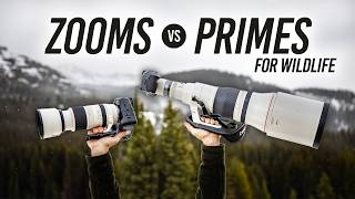 Zooms vs Primes for Wildlife Photography: Which Should You Choose?