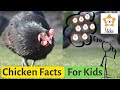 Chickens: Facts and Trivia