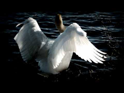 Swan Theme - Tchaikovsky