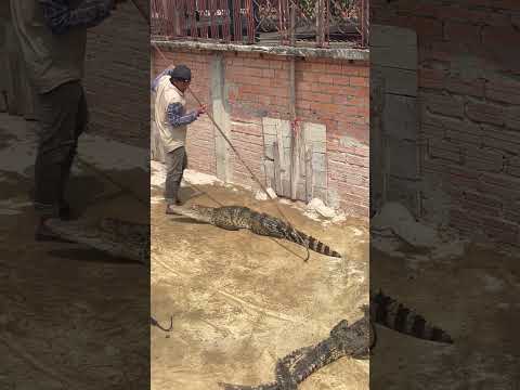 They chose the largest crocodile.#animals #shorts #short #subscribe #shortsfeed #song #shortsvideo