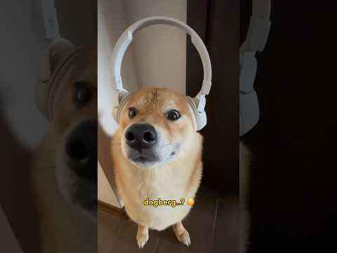 Esse cachorro me dá medo as vezes 😳