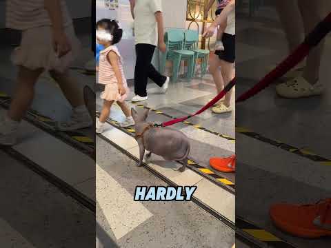 The cat met a kind person#animals #cat #pets #shorts