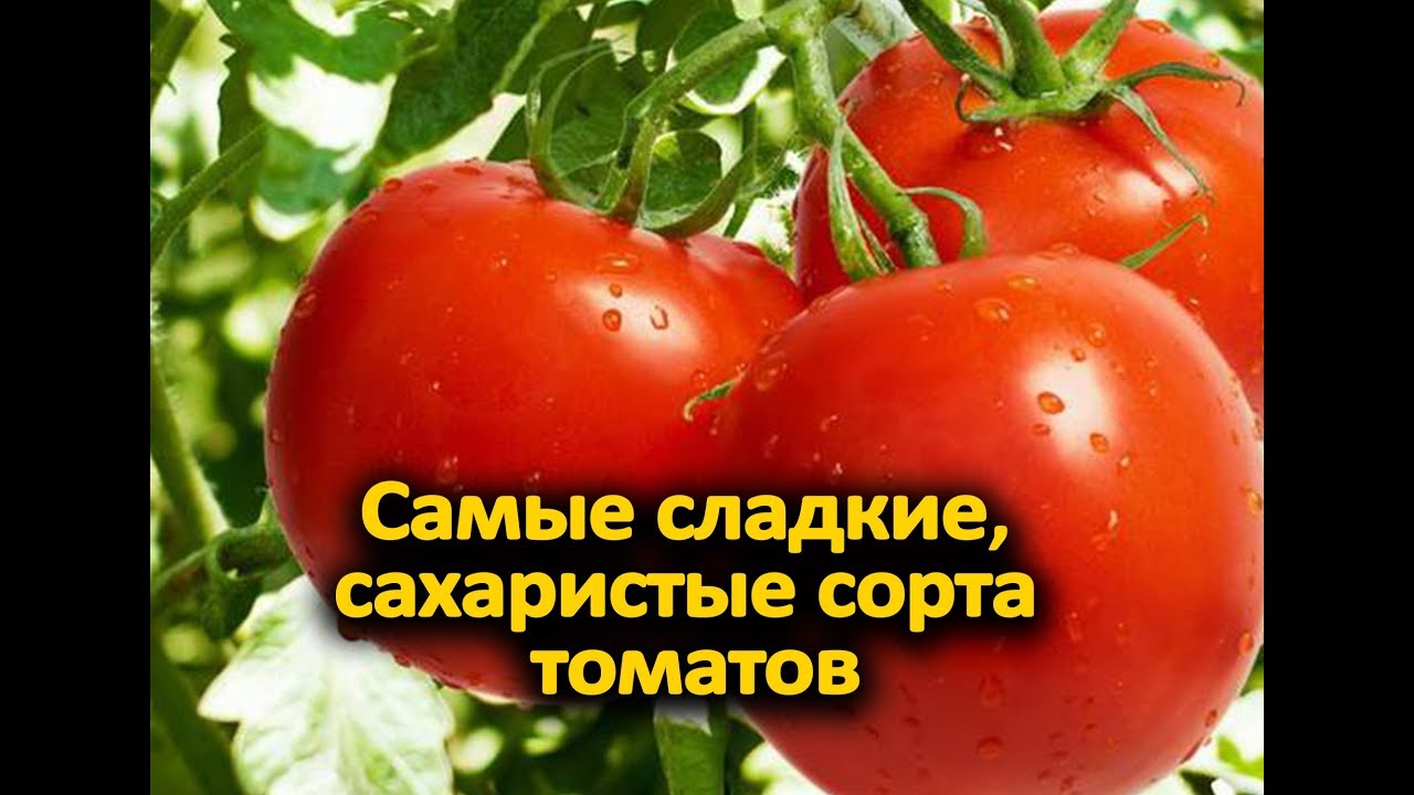 Самые сладкие, сахаристые сорта томатов для теплиц и открытого грунта!