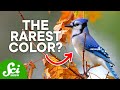 Understanding Blue Pigments in Nature