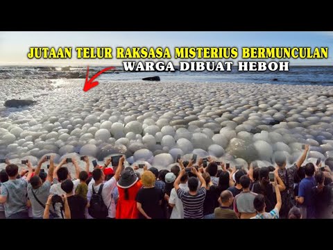 WARGA DIBUAT TERKEJUT!! JUTAAN TELUR RAKSASA ANEH MENDADAK BERMUNCULAN DI PANTAI, FENOMENA ALAM