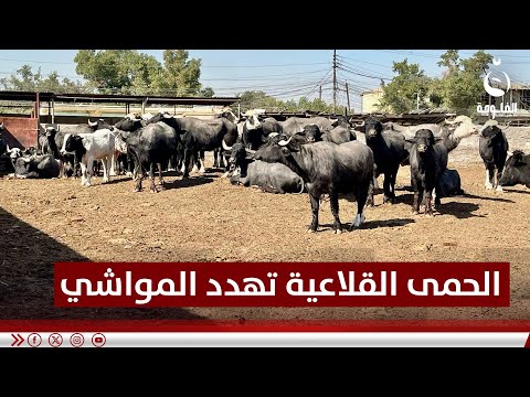 تفـ.ـشي الحمى القلاعية في العراق يثير قلق مربي المواشي في ديالى #قناة_الفلوجة