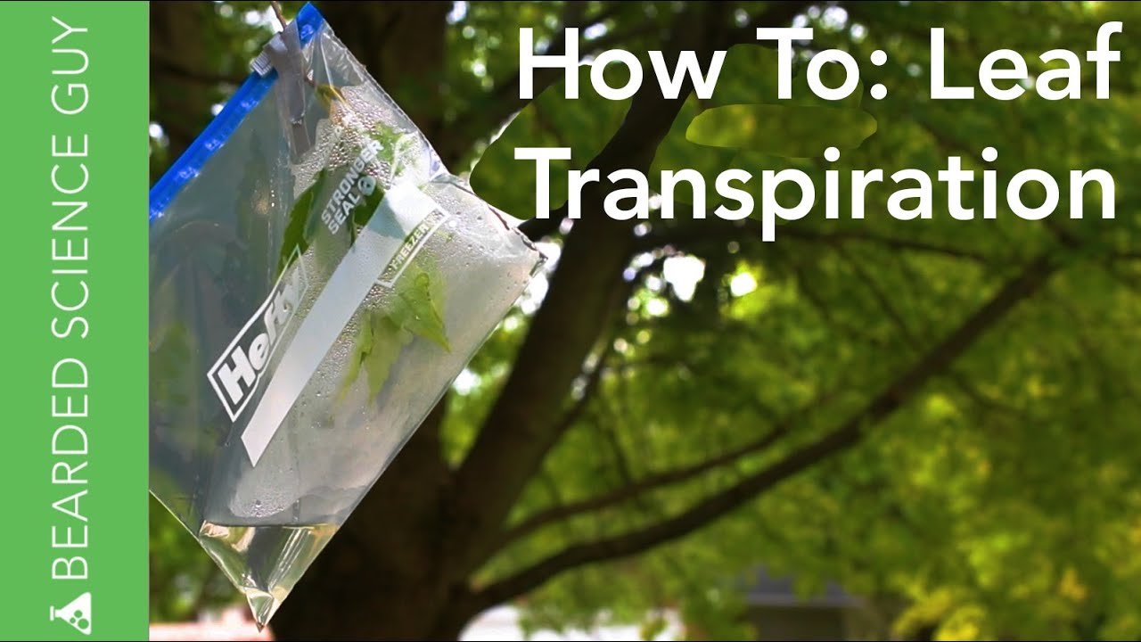 Transpiration Virtual Lab Answers: Unveiling the Secrets of Plant Water Loss