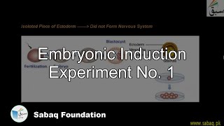 Embryonic Induction Experiment No. 1
