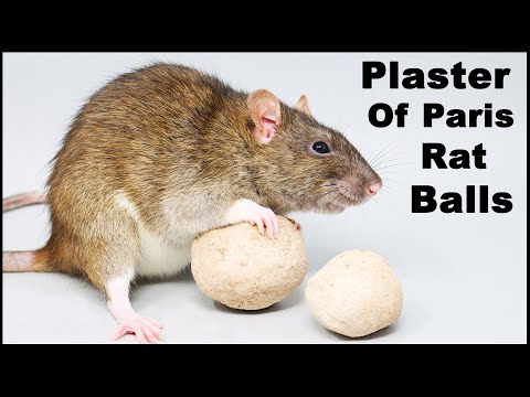 Natural rat poison baking soda