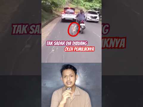 Dibuang oleh pemiliknya, kasihan sekali #anjingmalang #hewanunik #terlantar