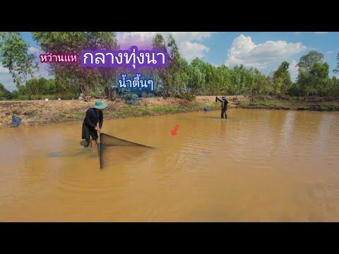 หาปลากลางทุ่งนาน้ำเเค่เข่าหว่านเเหยกยอกินข้าวป่าบ้านนอกEP.82