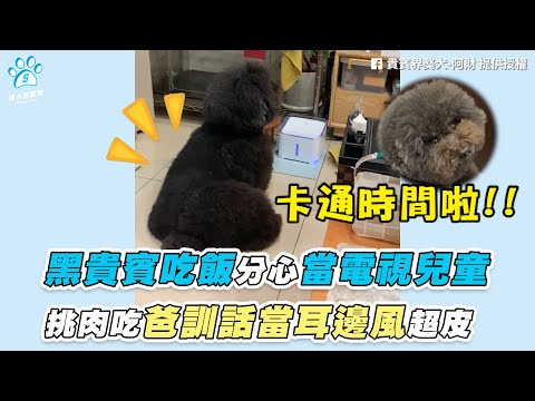 【黑貴賓吃飯分心當電視兒童 挑肉吃爸訓話當耳邊風超皮】｜FB / 貴賓界獒犬