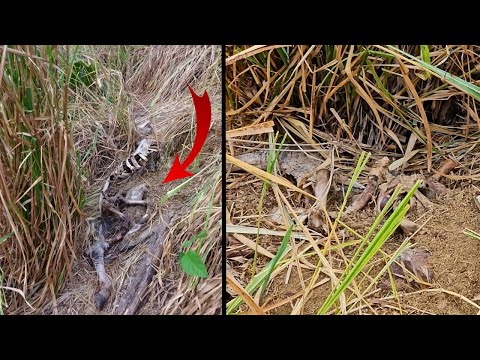 ONÇA PEGA BEZERRO NA MATA E COLOCA VAQUEIRO PARA CORRER 😰