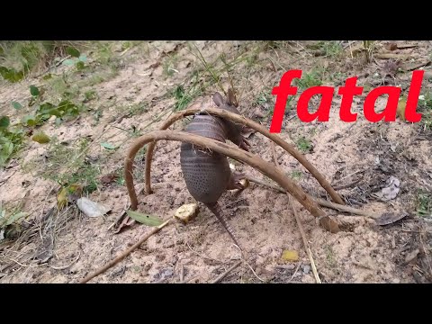 Fatal Armadilha de Tatu peguei um pra provar (Amazing trap of armadilo!!)
