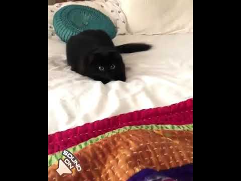 I can't even with this cat.  😂😂😂