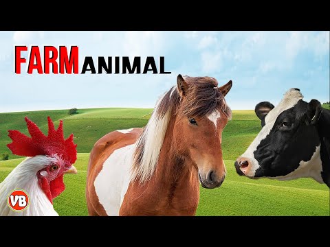 Vídeo e som dos Animais Fofos da Fazenda