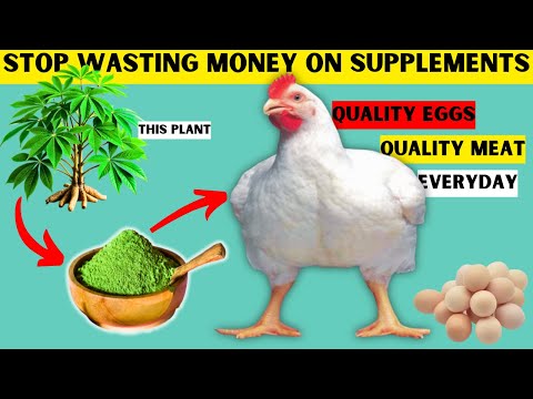 ORGANIC PROTEIN RICH SUPPLEMENT FOR FATTENING BROILERS AND BOOSTING EGG LAYING