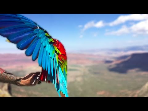 Freeflight Event Day 2 | October 2017