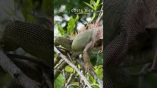 Rio Tarcoles - Le MERAVIGLIE della Costa Rica