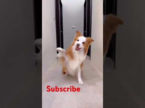 nadanniya☺️??//hitsong???//pet emotion//#petdance #cutedog #trendingshortsvideo #petshorts #clips