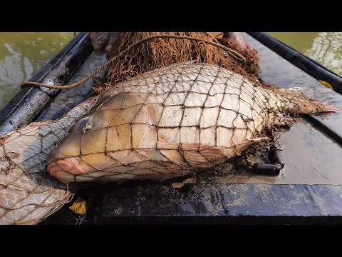 Cast Net Fishing | Net Fishing | Best Net Fishing Video #fish_video #fishing #fish #bigfish