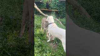Puma Braige and the Alabai Löffer) #animals #braige #cat #bigcat #dog #shorts
