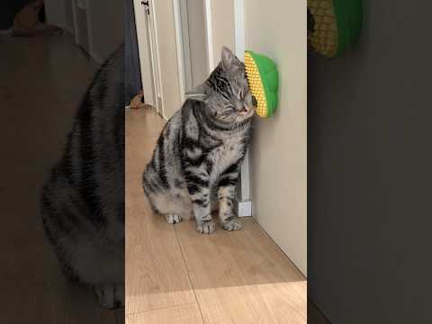 My Cat LOVES This New Toy! #foryou #pet #shorts #catvideos #catshorts #animal #cat #cutecat #kitten