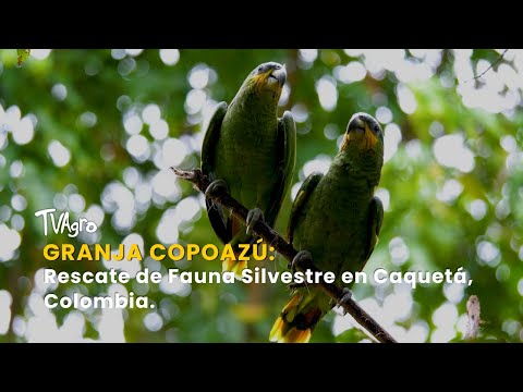 YouTube video thumbnail: Copoazú Farm: Wildlife Rescue in Caquetá, Colombia 