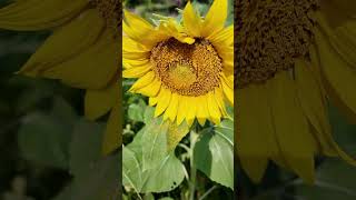 NCMA Museum Moment: Sunflowers and Wildflowers in the Museum Park